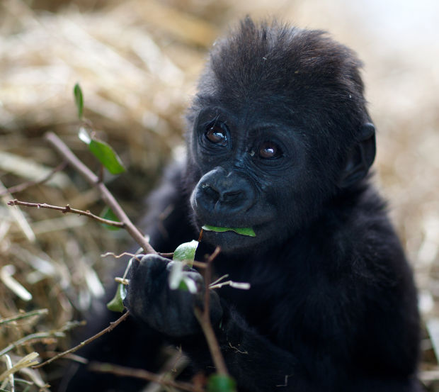 Animal shots of the week